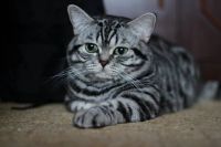 Лот: 4994562. Фото: 5. Британский зеленоглазый котик