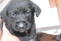 Лот: 3635715. Фото: 2. Помесь немецкой длинношерстной... Животные и уход