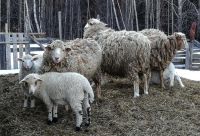 Лот: 13401115. Фото: 6. Молодые овечки - Ярочки от 2,5...