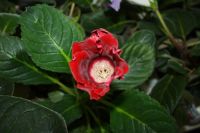 Лот: 5304395. Фото: 3. Глоксиния красная аванти (цветет... Растения и животные