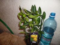 Лот: 3549277. Фото: 2. Цитрус Лимон. Комнатные растения и уход