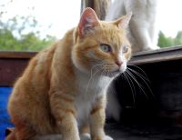 Лот: 10118434. Фото: 6. Nikkor AF 35-70mm 2.8 D