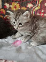 Лот: 25555679. Фото: 4. Отдам котят в добрые руки. Красноярск