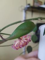 Лот: 11089969. Фото: 4. Хойя Hoya davidcummingii. Красноярск