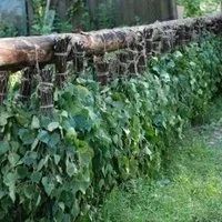 Лот: 11752209. Фото: 4. березовый веник (хороший, крепкий...