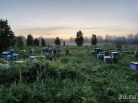 Лот: 16671514. Фото: 7. Подтаёжный мёд, 1420 грамм, пасека...