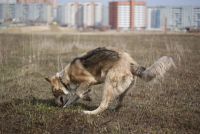 Лот: 9437329. Фото: 3. Щенки австралийской овчарки. Растения и животные