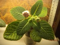 Лот: 5805170. Фото: 3. Глоксиния розовая махровая (цена-... Растения и животные