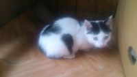Лот: 5529150. Фото: 2. очаровательные кошечки. Животные и уход