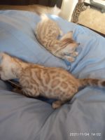 Лот: 18218259. Фото: 2. Мальчик минк сепия 24.09.21. Животные и уход