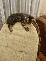 Лот: 19155009. Фото: 3. Котята курильский бобтейл. Растения и животные