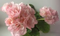 Лот: 15564092. Фото: 2. Пеларгония Edwards Elegance. Комнатные растения и уход