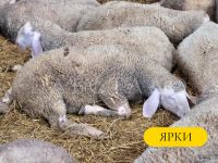 Лот: 19694033. Фото: 8. Мериноланд Немецкой селекции