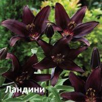 Лот: 15580248. Фото: 2. Лилии Найт Райдер. Ландини.Маскара... Семена, рассада, садовые растения