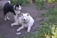 Лот: 6604844. Фото: 4. Щенки якутской лайки. Красноярск
