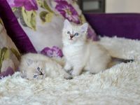 Лот: 9783375. Фото: 3. Невская маскарадная кошечка. Растения и животные