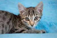 Лот: 9905202. Фото: 3. Котенок, девочка 2 мес. Растения и животные