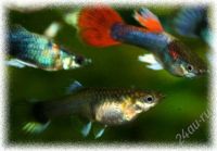 Лот: 1673449. Фото: 2. мальки гуппи. Аквариумистика