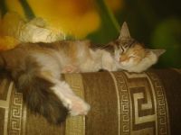 Лот: 4377935. Фото: 2. Отдам котят в хорошие руки!На... Животные и уход