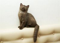 Лот: 1961585. Фото: 3. Шотландская шоколадная красавица... Растения и животные