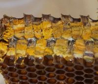 Лот: 3155831. Фото: 3. Перга в сотах (130 гр.). Красноярск