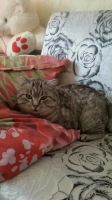 Лот: 8676651. Фото: 4. Ласковый кот ищет дом. Красноярск