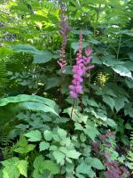 Лот: 25576735. Фото: 3. Астильба сиреневая. Для дачи, дома, огорода, бани, парка