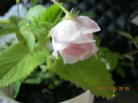 Лот: 5759839. Фото: 5. роза комнатная саженец№5