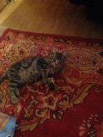 Лот: 6329853. Фото: 4. Красивая серая кошечка с двумя... Красноярск