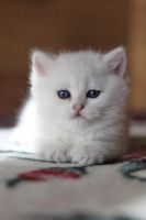 Лот: 11162045. Фото: 6. Британские котята - девочка и...