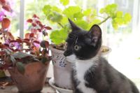 Лот: 9973087. Фото: 2. Отдам милых котят. Животные и уход