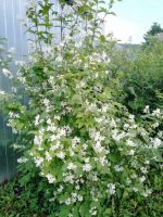 Лот: 25606760. Фото: 3. 2-комн. дача , садоводческое некоммерческое... Недвижимость