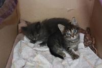 Лот: 2997602. Фото: 5. ОТДАМ КОТЯТ!!!!