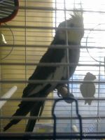 Лот: 1857849. Фото: 2. Продам попугая Карео! Мальчик... Животные и уход