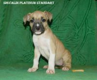 Лот: 10390215. Фото: 3. Стаффордширчики. Растения и животные