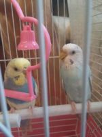 Лот: 5639496. Фото: 4. Волнистые попугаи с клеткой. Красноярск