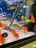 Лот: 7597597. Фото: 2. Красный попугай (Red Parrot Cichlid... Аквариумистика