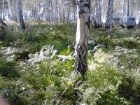 Лот: 15476293. Фото: 2. куплю лес на корню. Строительные материалы