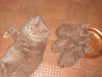 Лот: 2140085. Фото: 3. Котята курильского бобтейла 1... Растения и животные