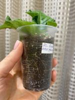 Лот: 20009670. Фото: 4. Стрептокарпус DS-Огненный заяц... Красноярск