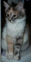 Лот: 20992680. Фото: 2. Котенок, кошечка, черепашка. Животные и уход