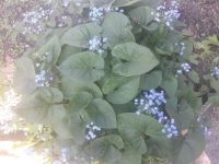 Лот: 16065325. Фото: 3. Незабудка. Для дачи, дома, огорода, бани, парка