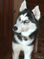 Лот: 13804939. Фото: 2. Отдам хаски девочку. Животные и уход