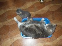 Лот: 3106773. Фото: 9. Изумительный котёнок
