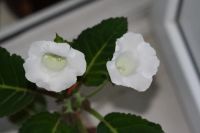 Лот: 3134245. Фото: 2. Глоксиния 12. Комнатные растения и уход