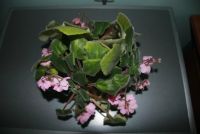 Лот: 5748909. Фото: 3. Фиалка в горшке. Растения и животные