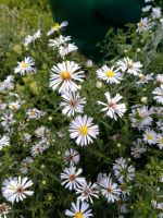 Лот: 20724899. Фото: 4. Ромашка многолетняя. Красноярск