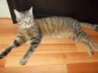 Лот: 7911188. Фото: 4. Очень ласковый обаятельный полосатик... Красноярск