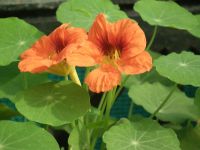 Лот: 12955142. Фото: 3. Семена настурции вьющейся махровой... Для дачи, дома, огорода, бани, парка