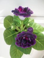 Лот: 4955024. Фото: 7. Глоксиния Silvana Violet! Обильноцветущий...